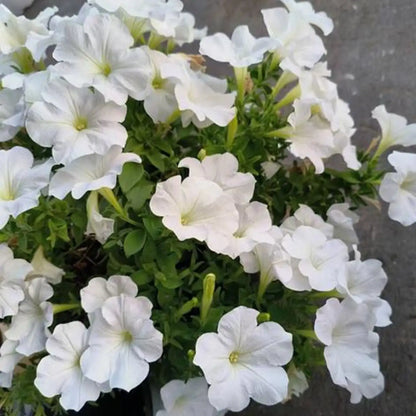 petunia hybrid seeds-White