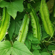 Winged Bean Seeds – Four-Angled Bean