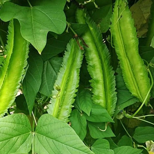 Winged Bean Seeds – Four-Angled Bean