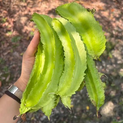 Winged Bean Seeds – Four-Angled Bean