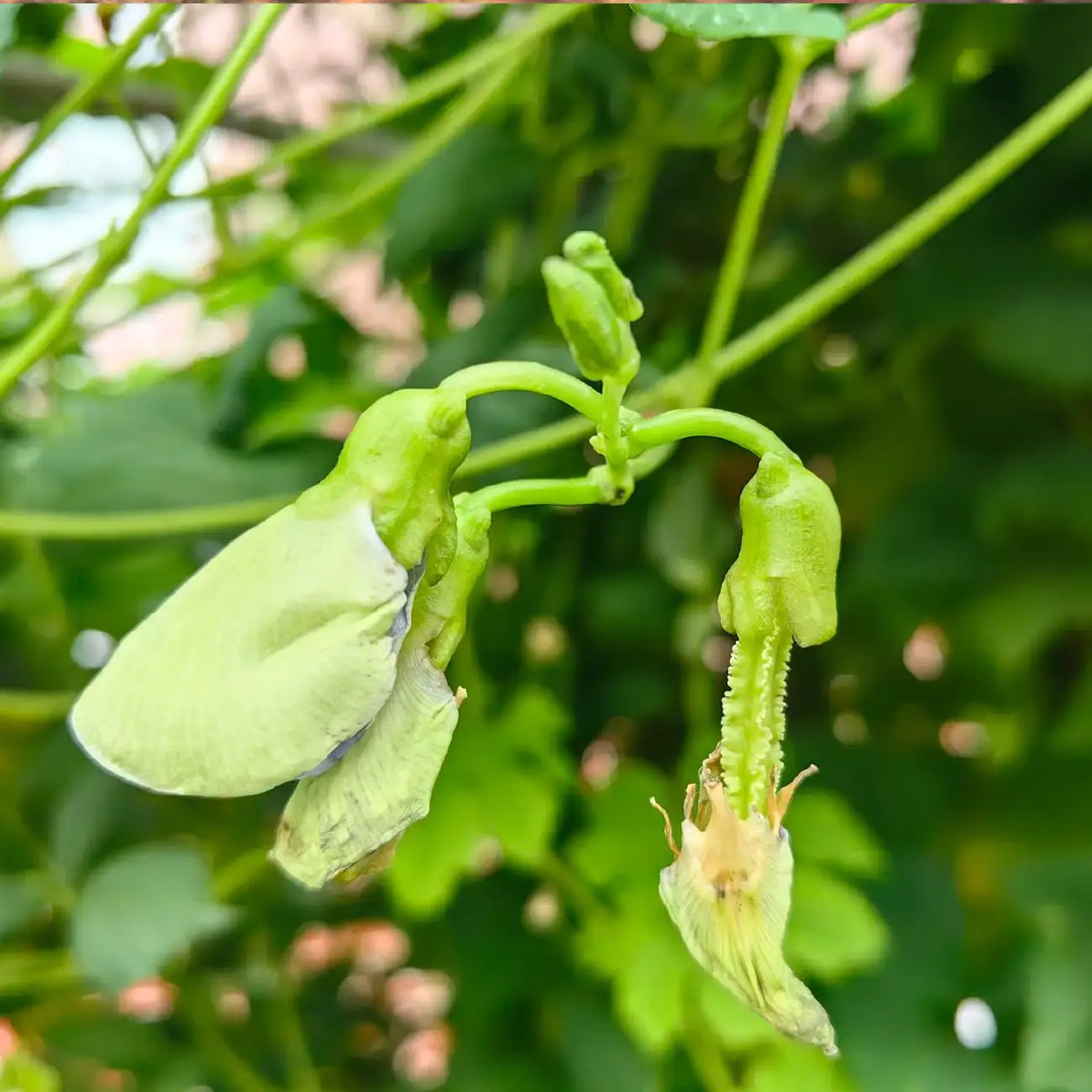 Winged Bean Seeds – Four-Angled Bean