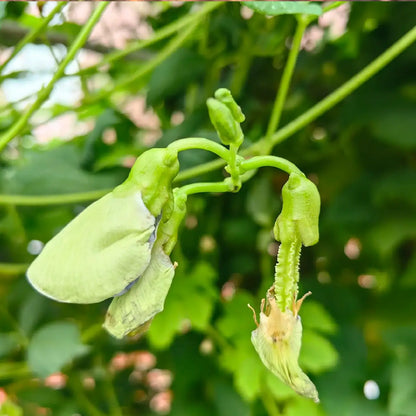 Winged Bean Seeds – Four-Angled Bean