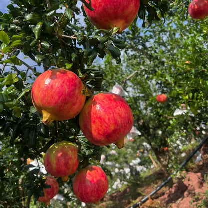 Wonderful variety pomegranate seeds