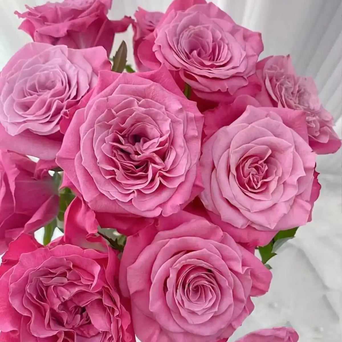 Yanran Rose Seeds