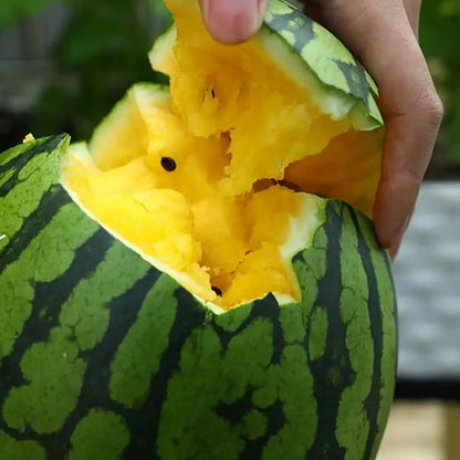 Yellow Crisp Hybrid Seedless OrangeWatermelon Seeds