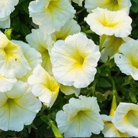 Yellow Petunia Seeds