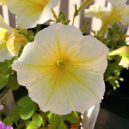 Yellow Petunia Seeds