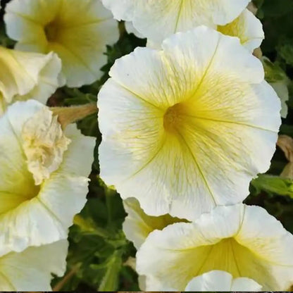 Yellow Petunia Seeds