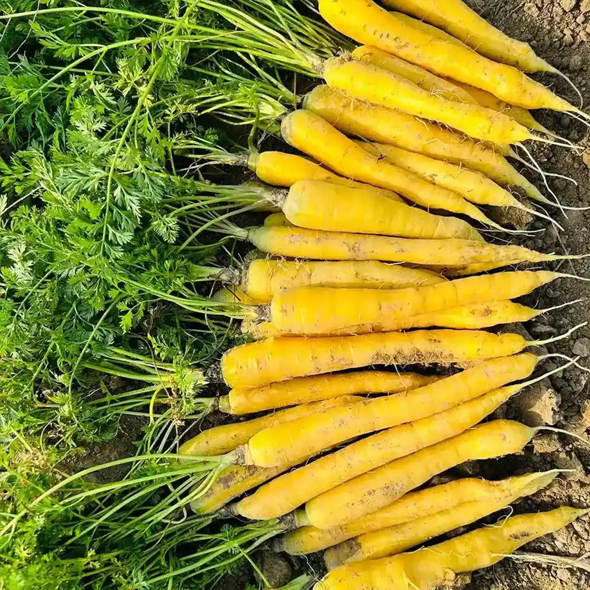 Yellow  Carrots Seeds