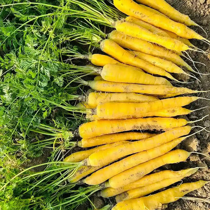 Yellow  Carrots Seeds