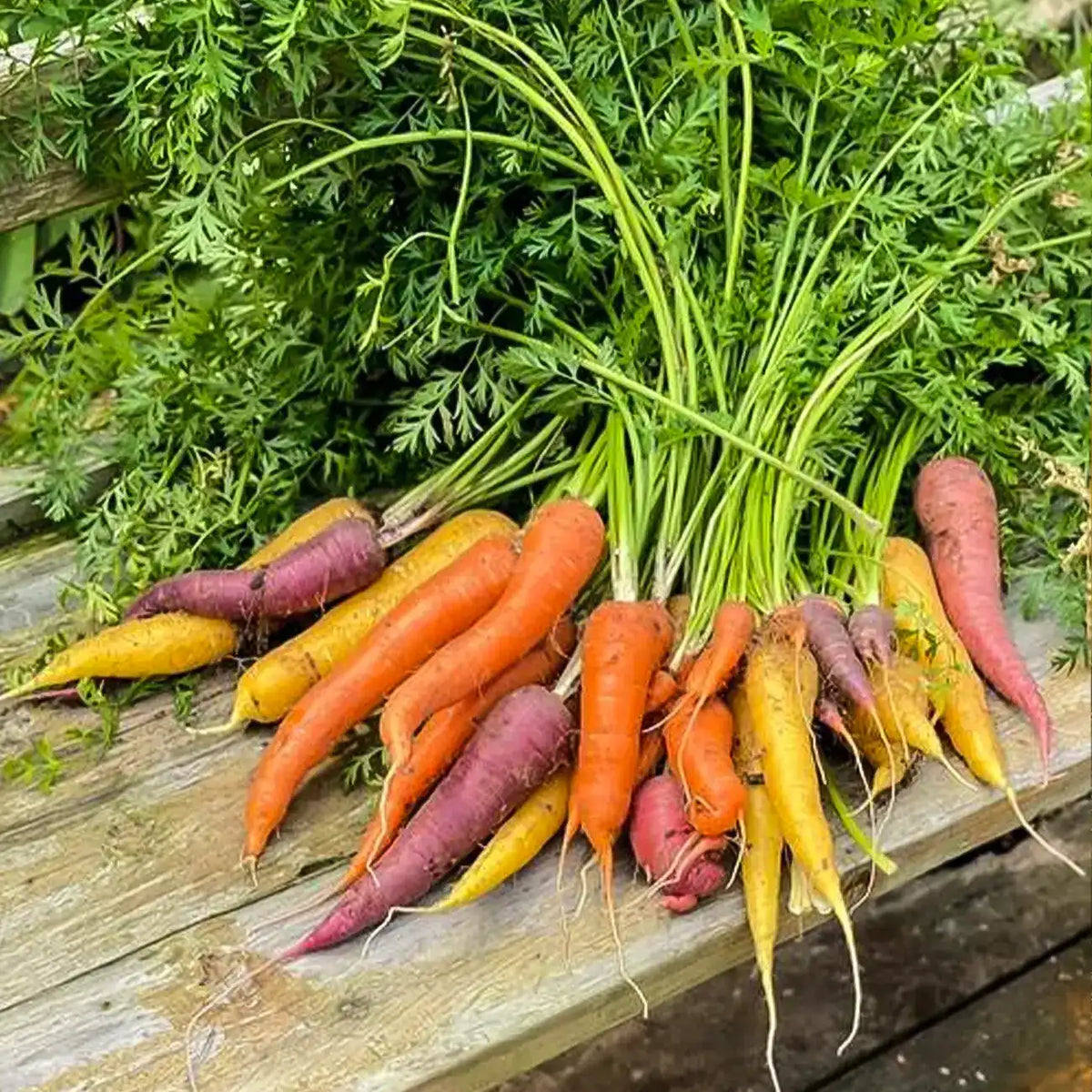 Yellow & Orange Carrots Seeds