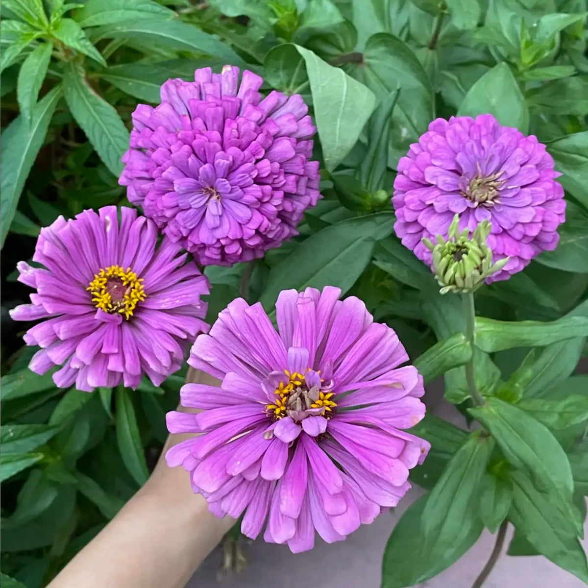 Zinnia Seeds - Benary's Giant Lavender