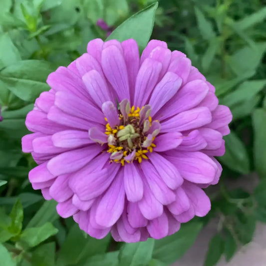 Zinnia Seeds - Benary's Giant Lavender