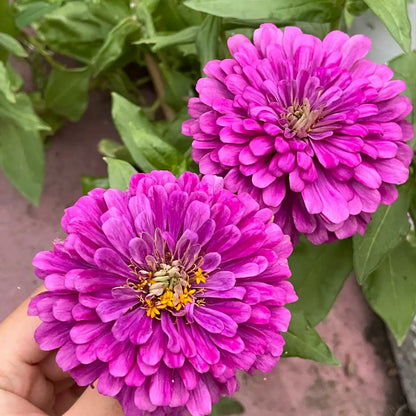 Zinnia Seeds - Benary's Giant Lavender