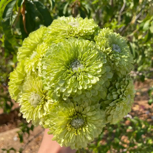 Zinnia Seeds - Benary's Giant Lime