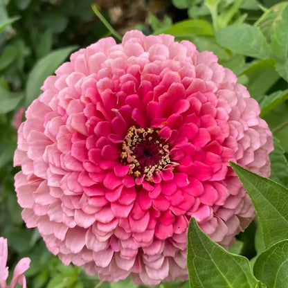 Zinnia Seeds - Benary's Giant Rose
