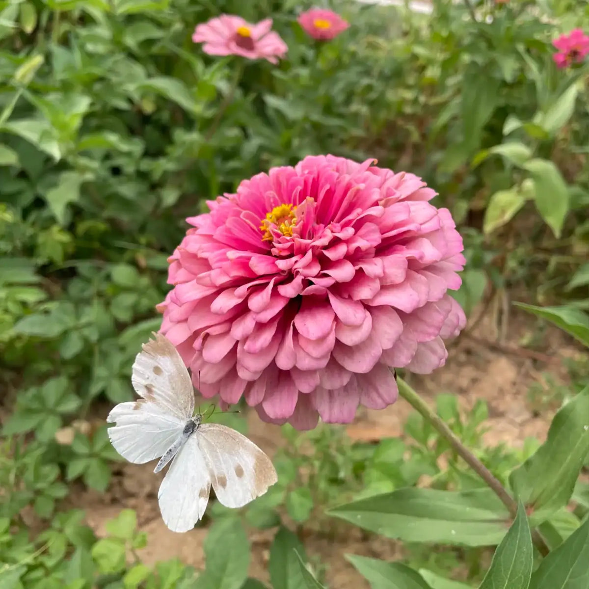 Zinnia Seeds - Benary's Giant Rose