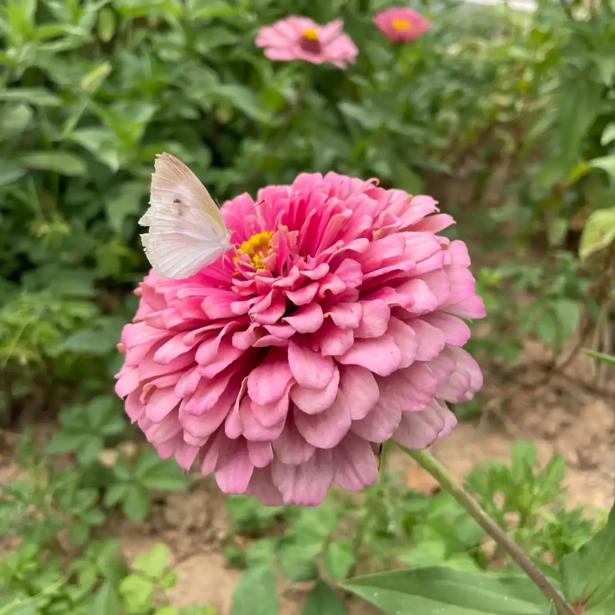 Zinnia Seeds - Benary's Giant Rose
