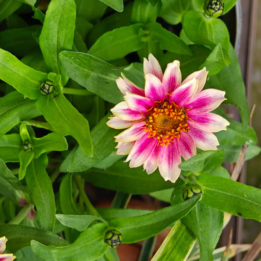 Zinnia Seeds - Cherry Bicolor Shades