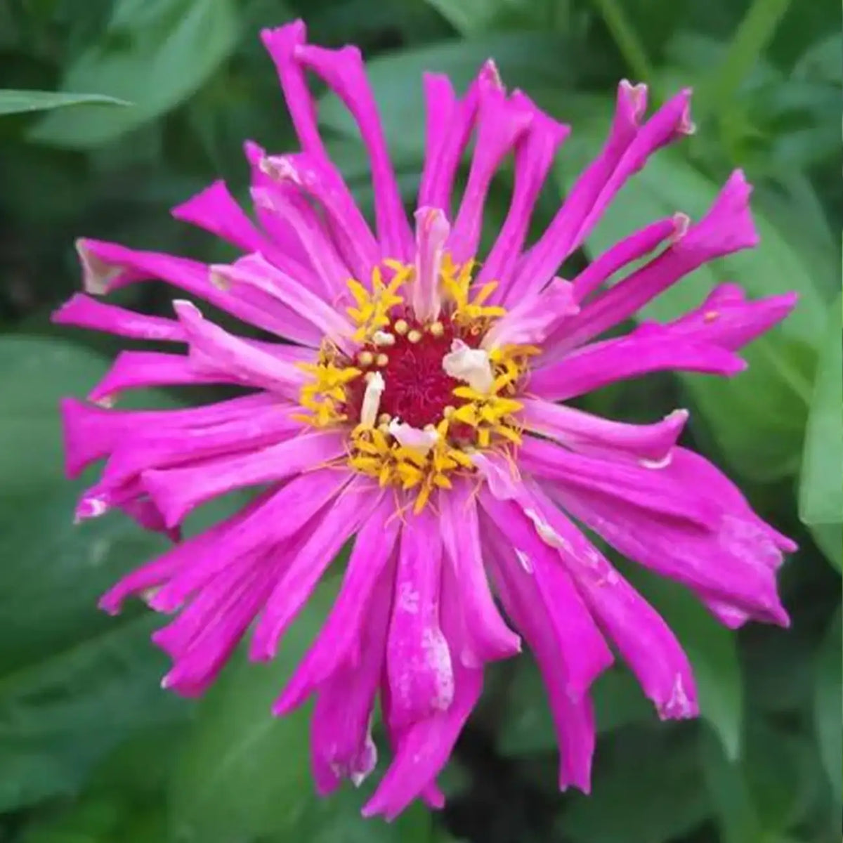 Zinnia Seeds - Crab Claw Purple