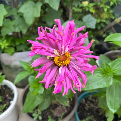 Zinnia Seeds - Crab Claw Purple