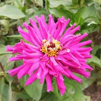 Zinnia Seeds - Crab Claw Purple