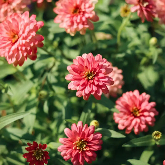 Zinnia Seeds - Double Salmon Blooms