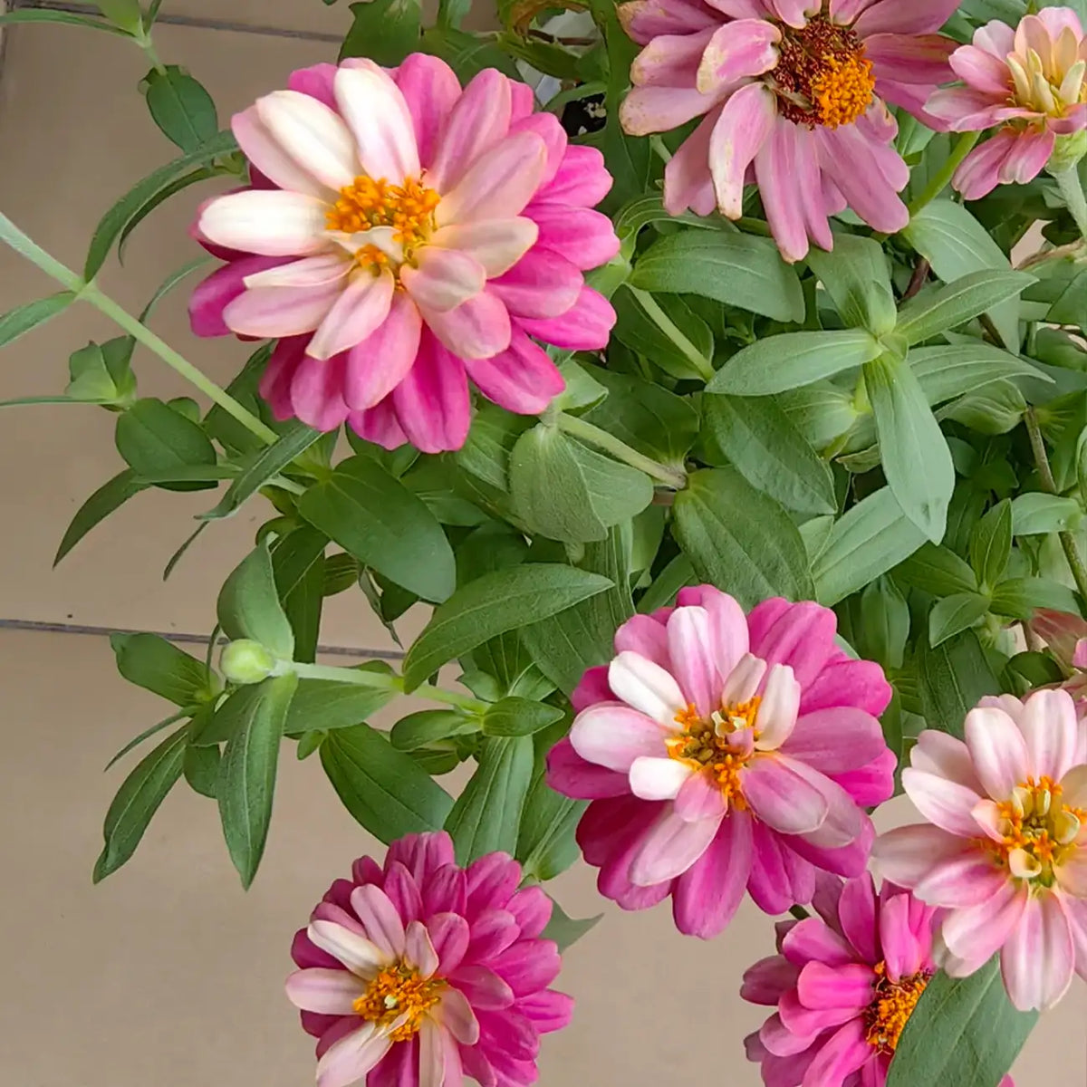 Zinnia Seeds - Double Zahara Raspberry Ripple