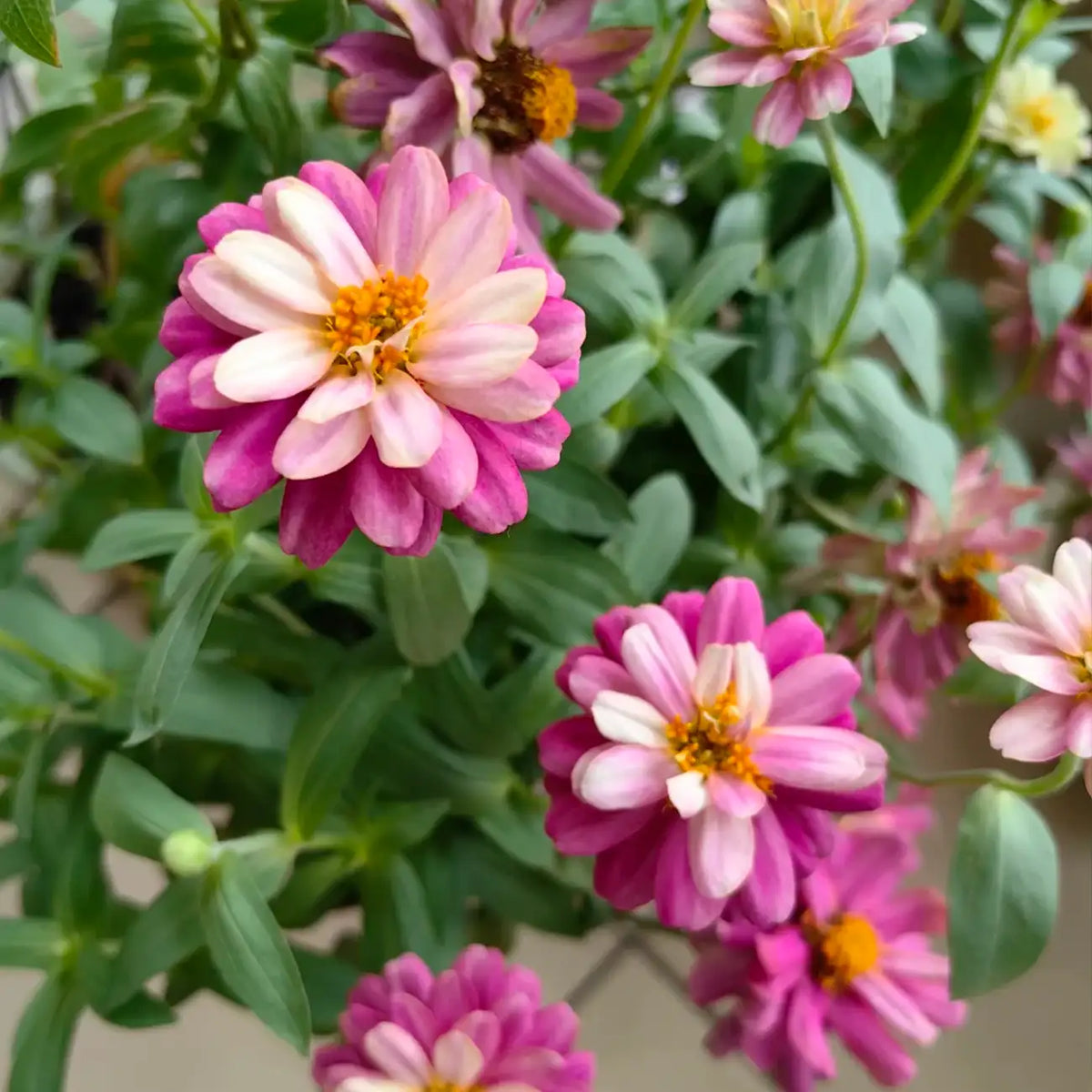 Zinnia Seeds - Double Zahara Raspberry Ripple