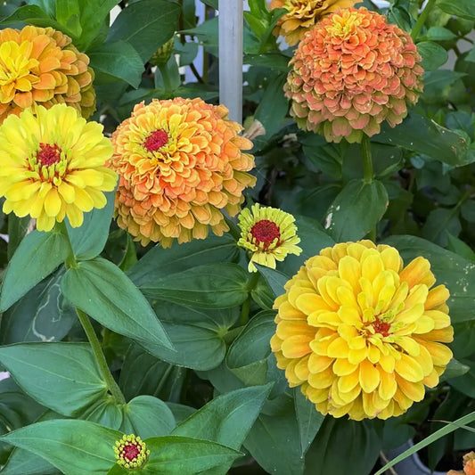 Zinnia Seeds - Lemon Peach