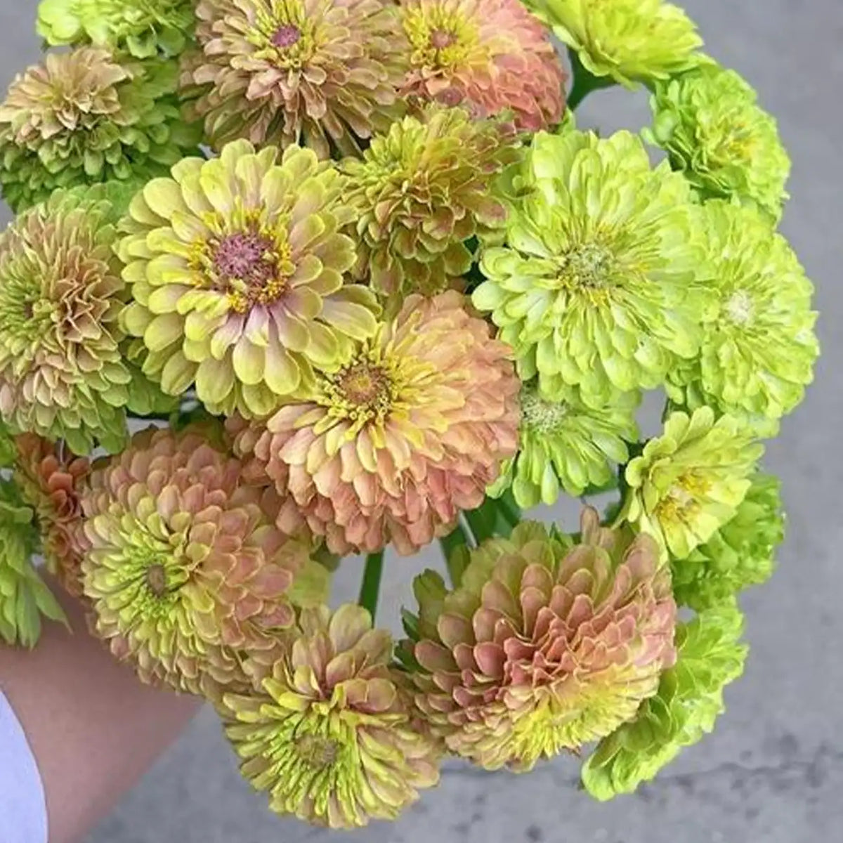 Zinnia Seeds - Lime Blush