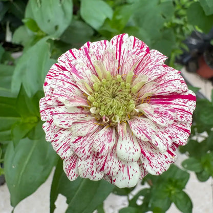 Zinnia Seeds - Mint Stick