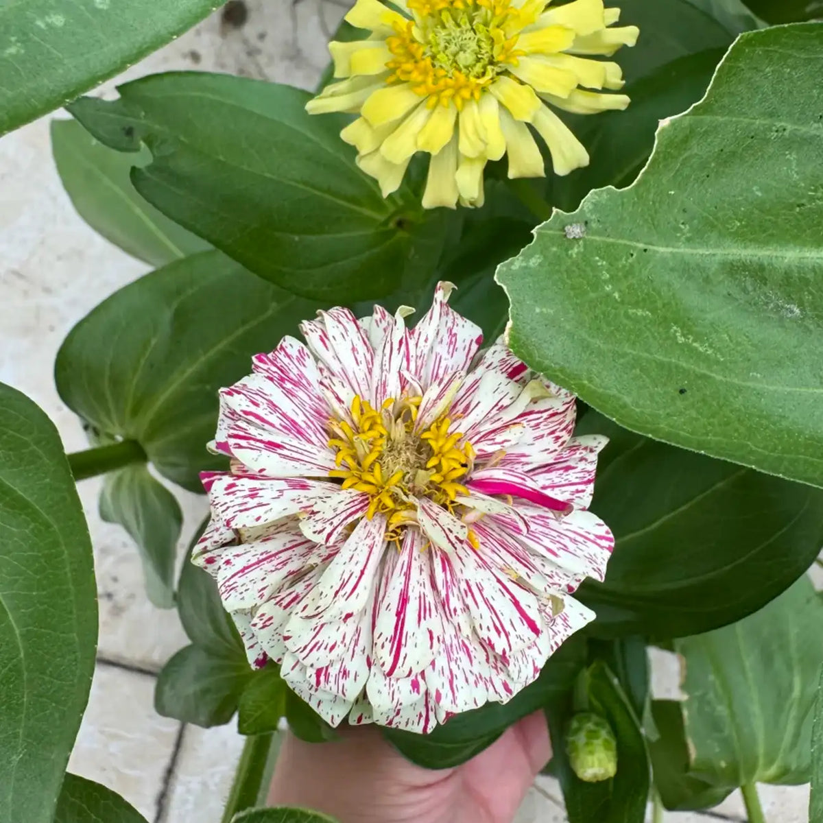 Zinnia Seeds - Mint Stick