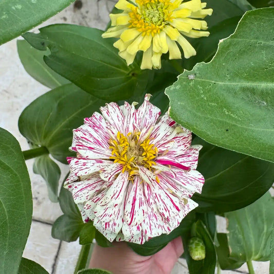 Zinnia Seeds - Mint Stick