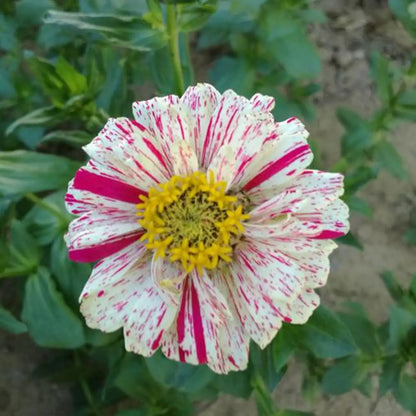 Zinnia Seeds - Mint Stick