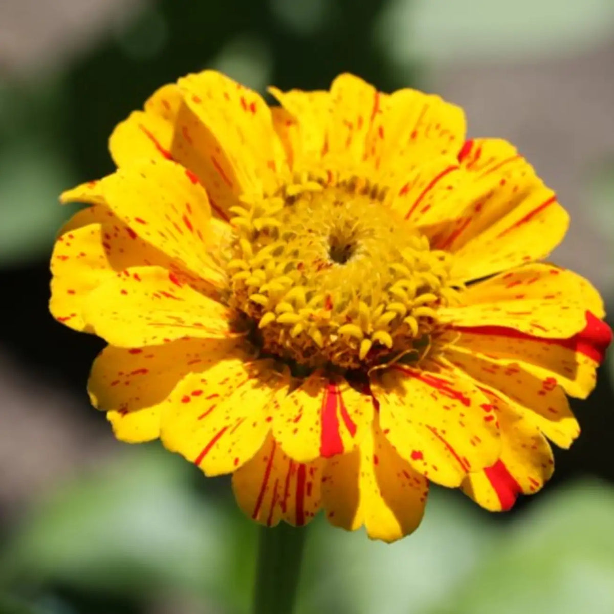 Zinnia Seeds - Mint Swirl