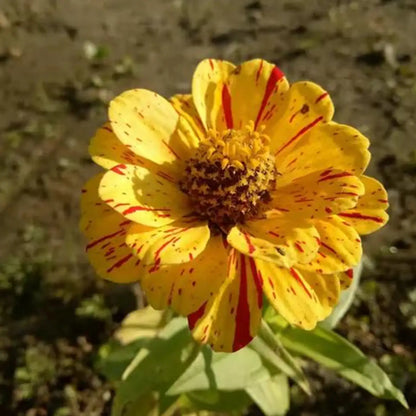 Zinnia Seeds - Mint Swirl