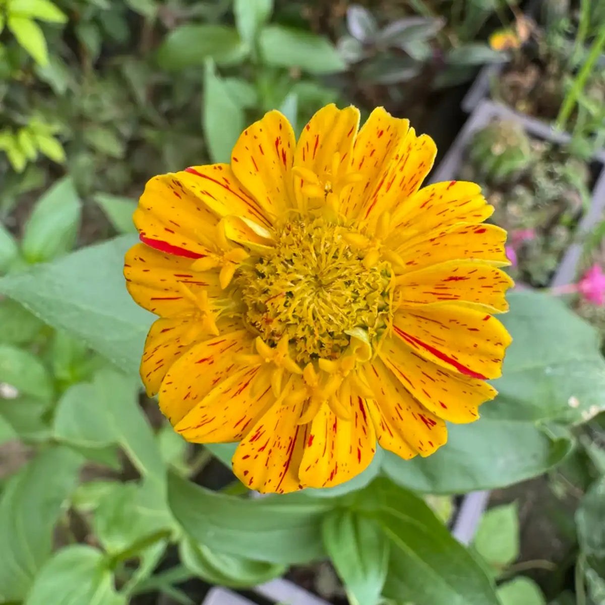 Zinnia Seeds - Mint Swirl