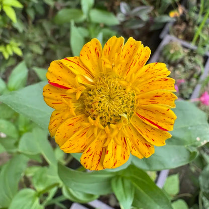 Zinnia Seeds - Mint Swirl