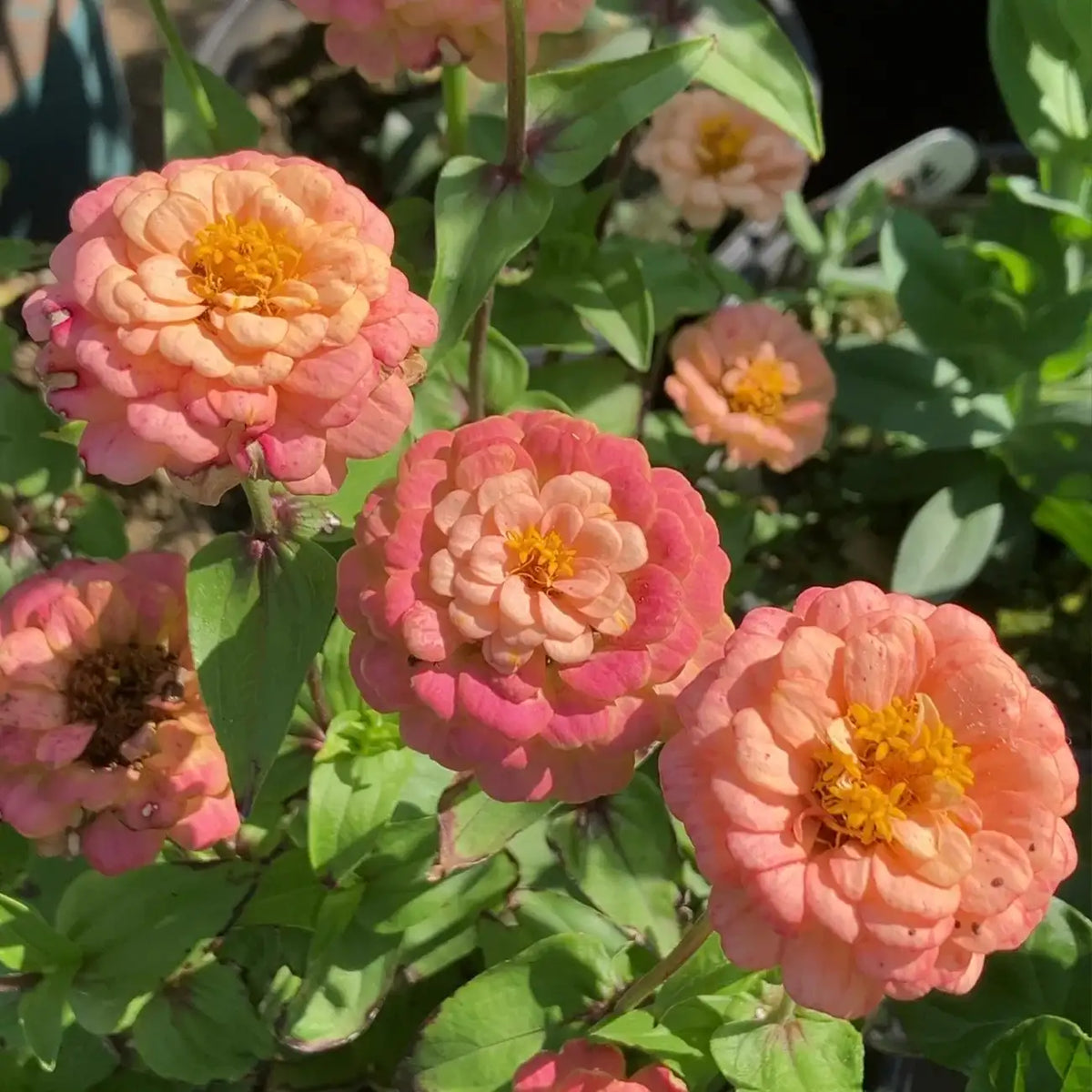 Zinnia Seeds - Oklahoma Salmon Pink