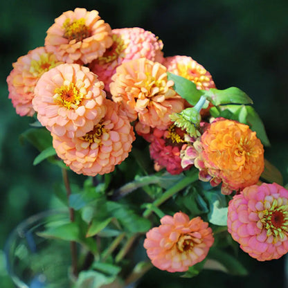 Zinnia Seeds - Oklahoma Salmon Pink