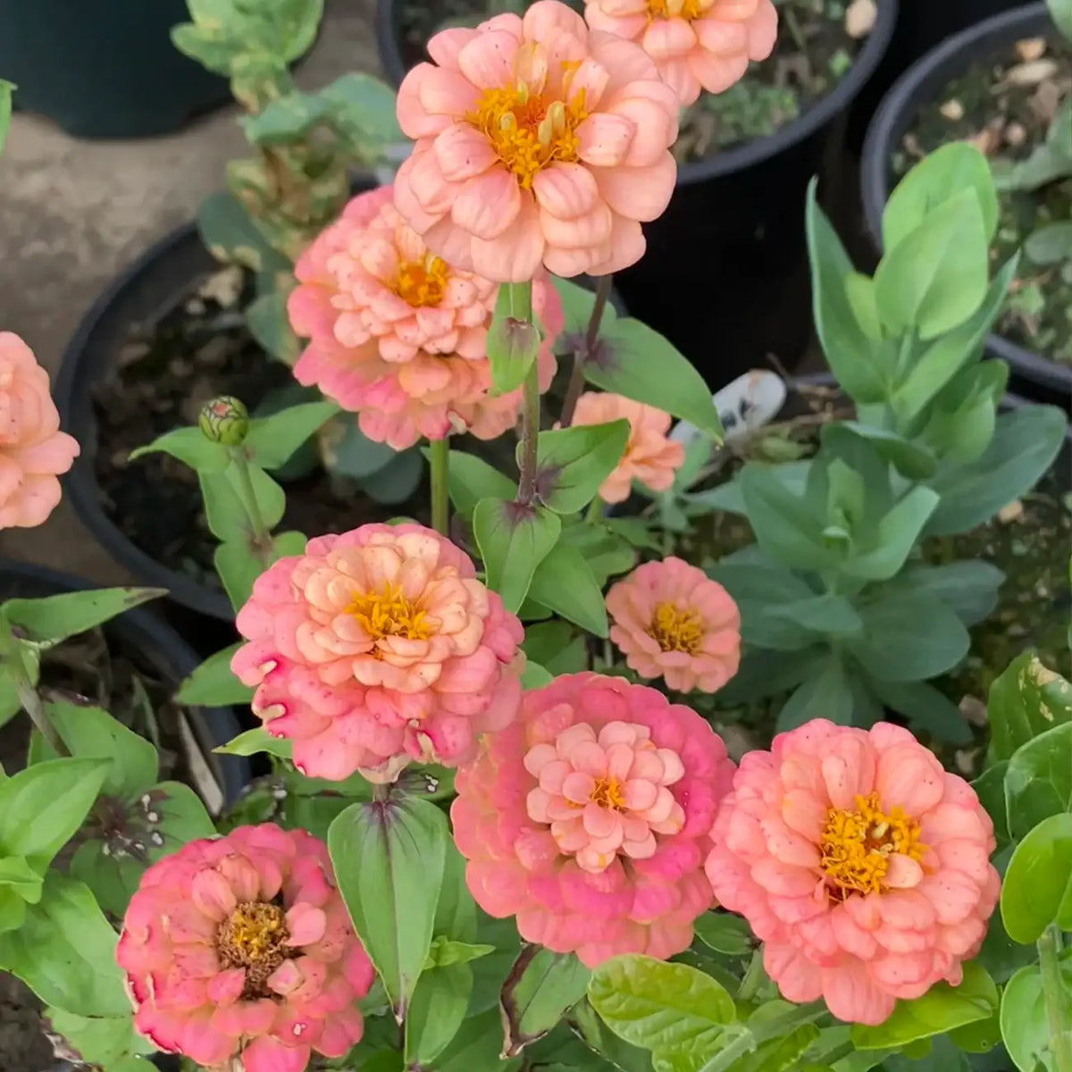 Zinnia Seeds - Oklahoma Salmon Pink