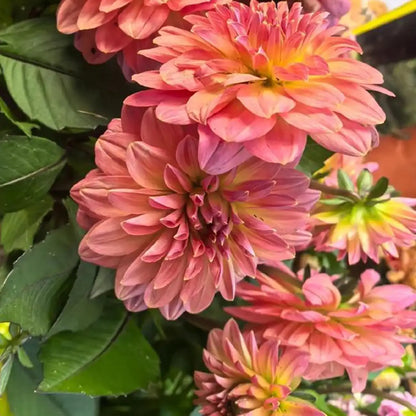 Zinnia Seeds - Oklahoma Salmon