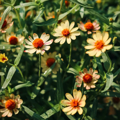 Zinnia Seeds - Profusion Apricot