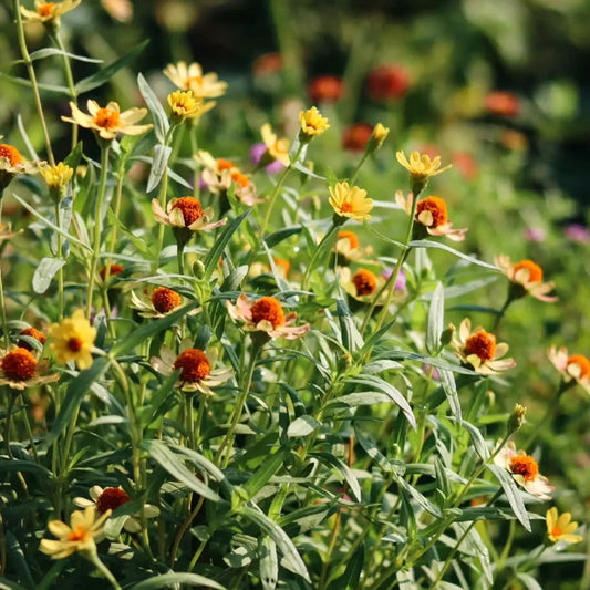Zinnia Seeds - Profusion Apricot