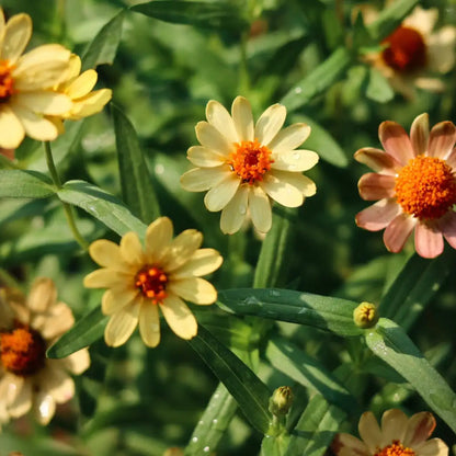 Zinnia Seeds - Profusion Apricot