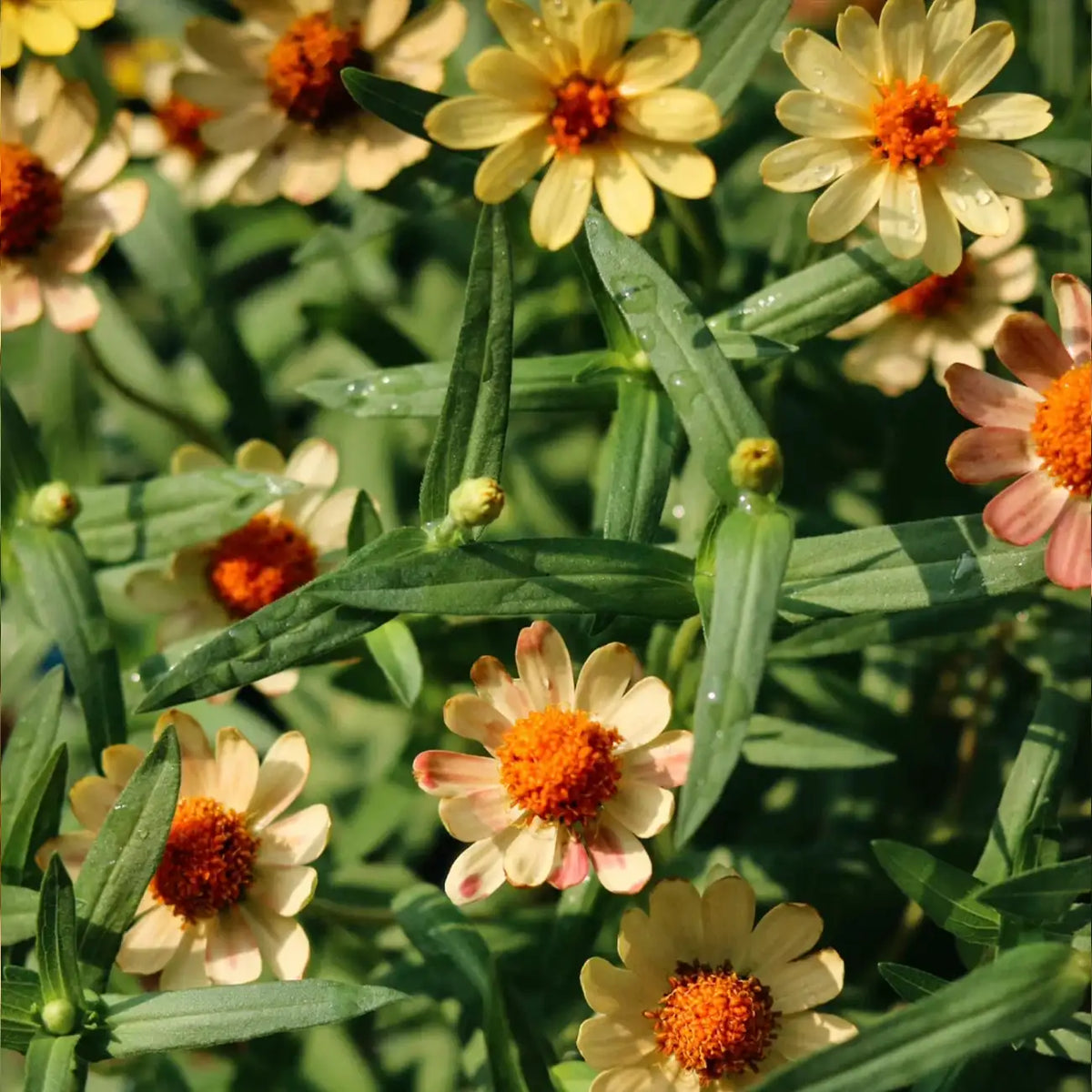 Zinnia Seeds - Profusion Apricot