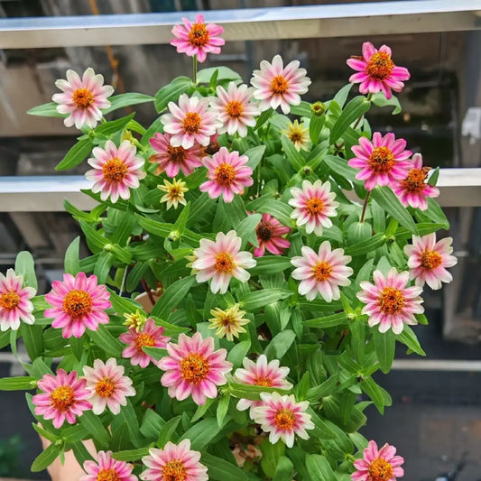 Zinnia Seeds - Profusion Cherry Bicolor
