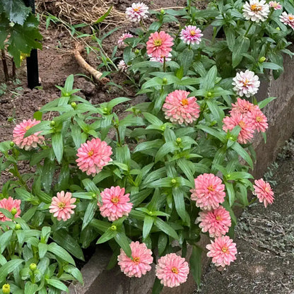 Zinnia Seeds - Queen Blush Lime