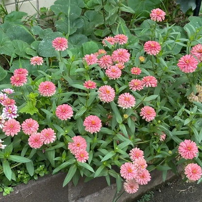 Zinnia Seeds - Queen Blush Lime